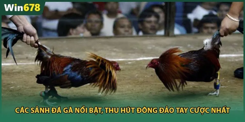 Các sảnh đá gà nổi bật, thu hút đông đảo tay cược nhất