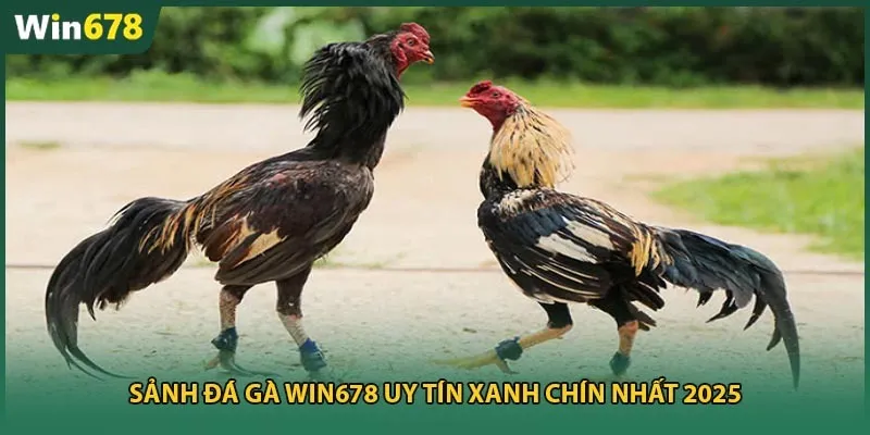 Sảnh đá gà Win678 uy tín xanh chín nhất 2025