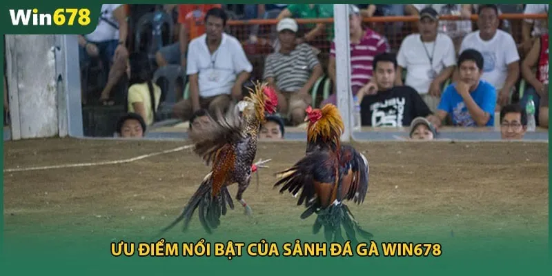 Ưu điểm nổi bật của sảnh đá gà Win678